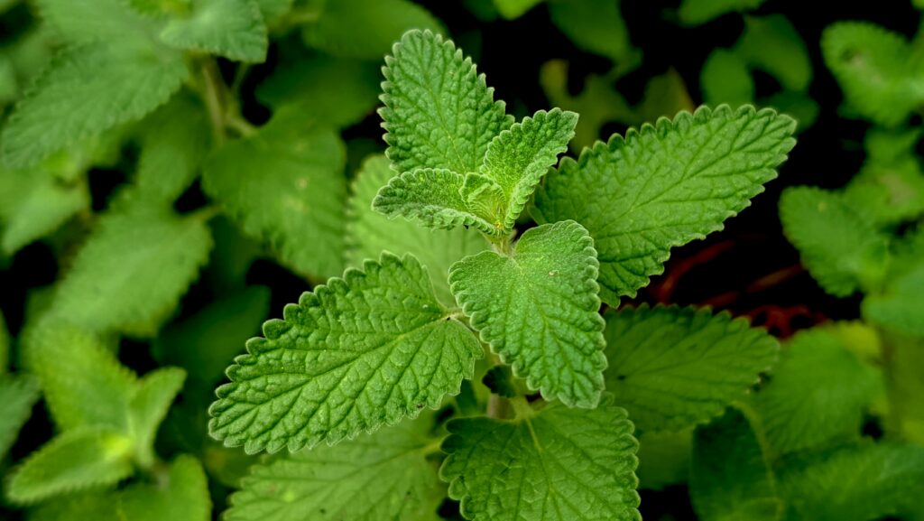 Detailed closeup of vibrant green catnip leaves with textured surfaces. Perfect for herbal and nature themes.
